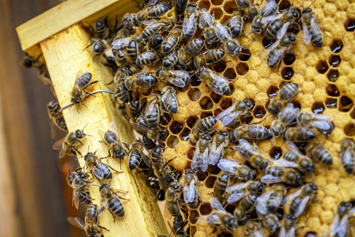 Close-up of bees on a honeycomb, symbolizing busy classrooms and strict, infuriating teachers