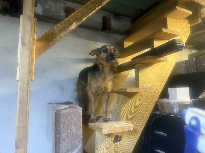 Small brown and black dog standing on wooden stairs