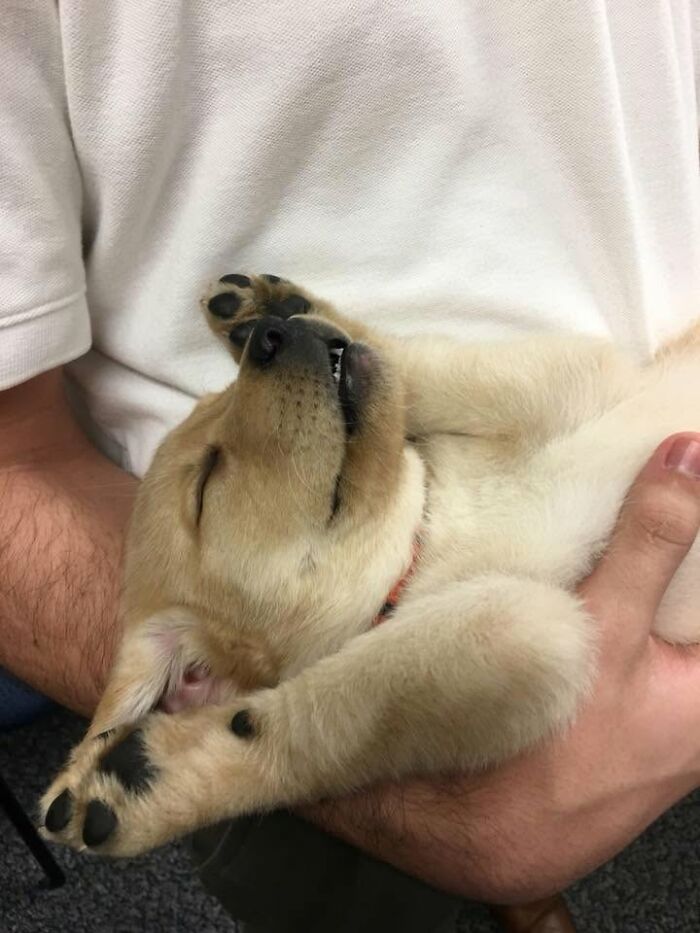 An adorable sleeping puppy being held in someone's arms with paws up.