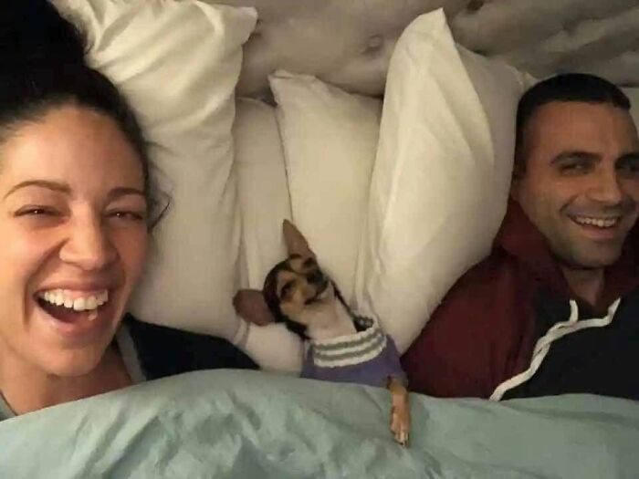 Small funny dog wrapped in a blanket smiling in bed between a laughing couple
