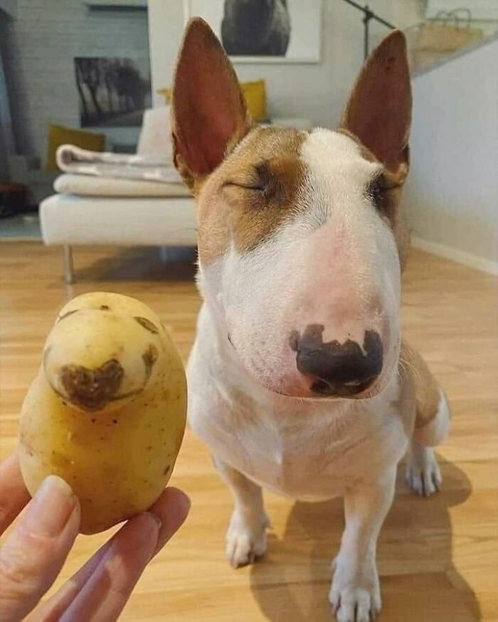 Funny bull terrier dog squinting eyes next to a potato resembling its face shape