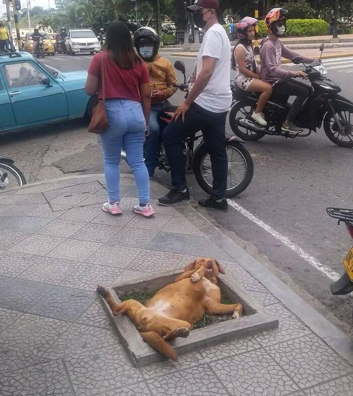 Funny animals showcase featuring a relaxed dog lying upside down in a small square flower bed on the sidewalk.