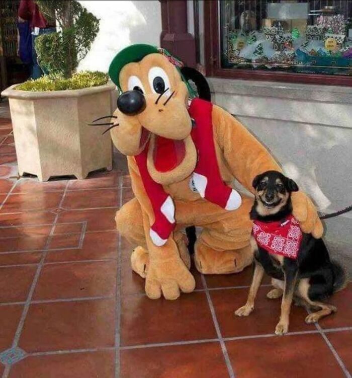 Funny animals photo with a smiling dog wearing a red bandana posing next to a person in a Pluto costume.