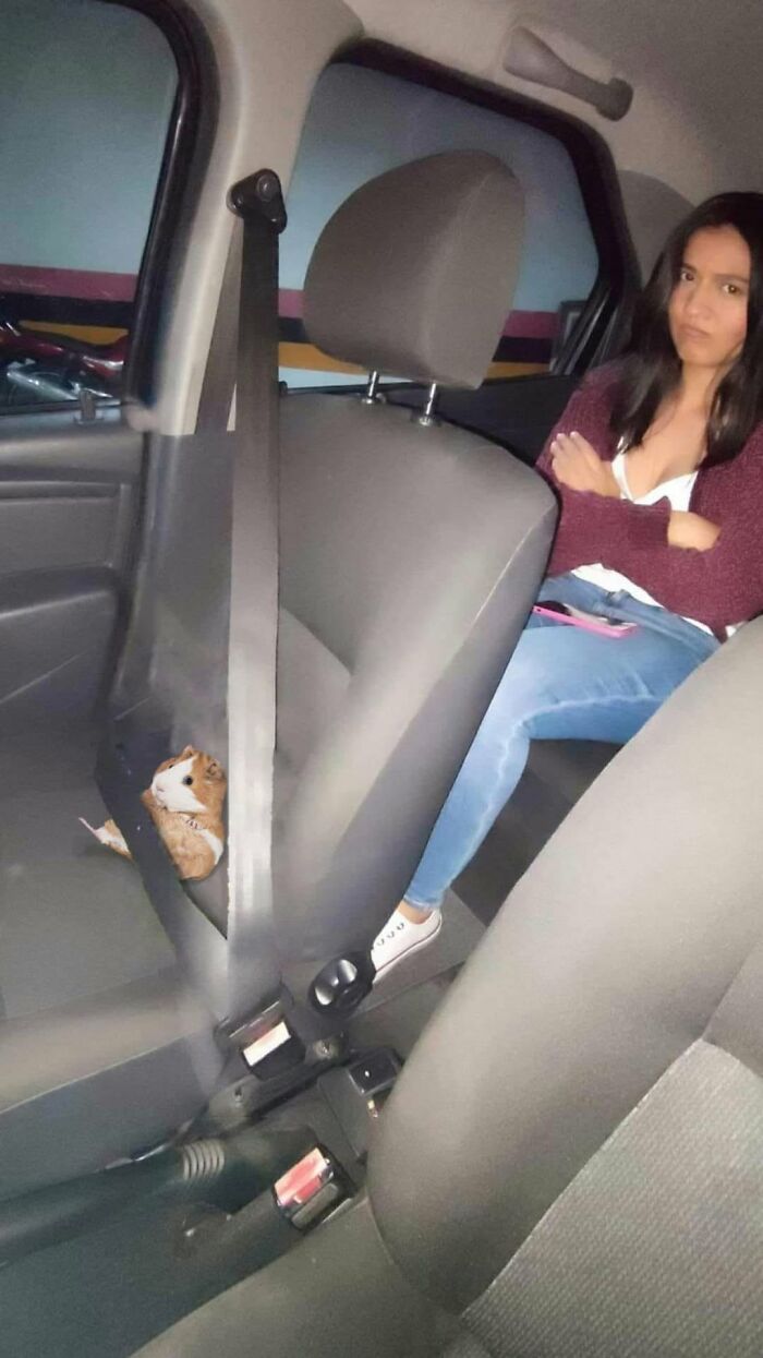Funny animals: A guinea pig buckled into a car's front seat next to a woman in the back.