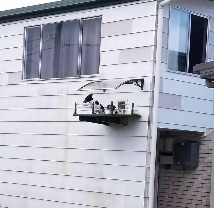 Funny animals: Two small dogs sitting on a tiny custom-built balcony high on a wall.