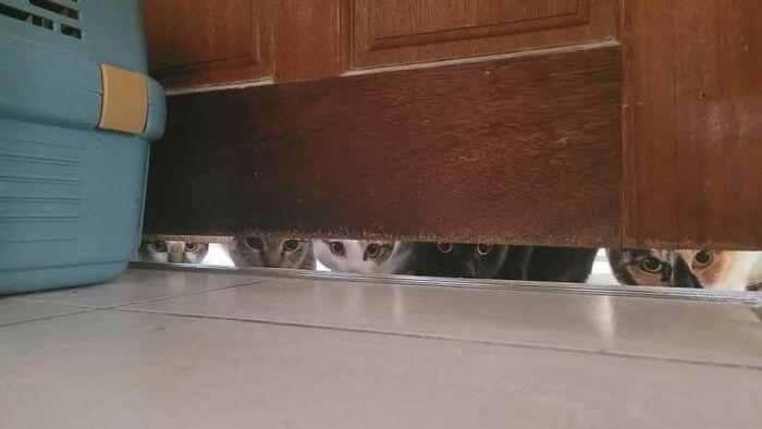 Several funny animals, specifically curious cats, peeking from under a gap at the bottom of a wooden door.