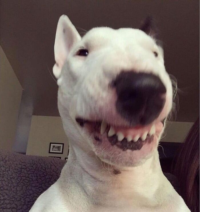 A funny white bull terrier dog grinning broadly showing its teeth for a close up photo