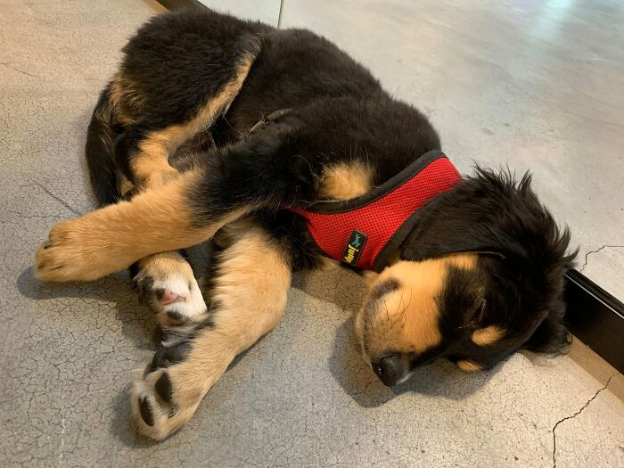A black and tan dog as one of the sleeping puppies rests curled up on a smooth floor.