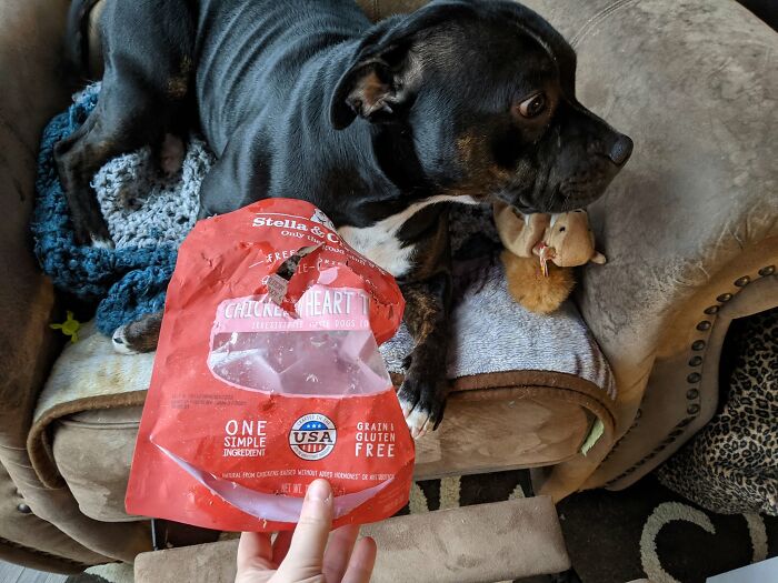 Dog on couch with torn food package and plush toy showing dog trouble