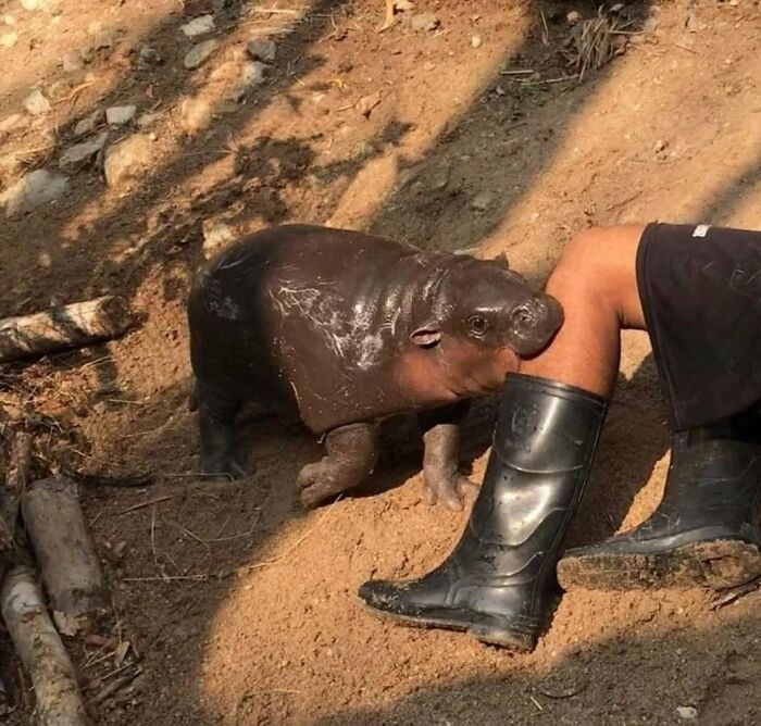 A funny baby pygmy hippo attempting to bite a person's leg wearing a black boot