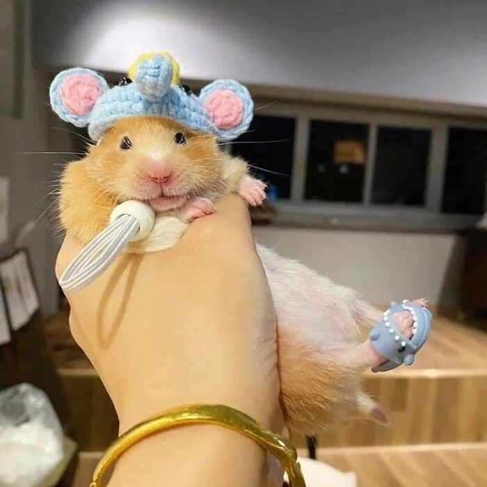A funny hamster wearing a blue elephant hat and tiny shark shoes, being held in a hand