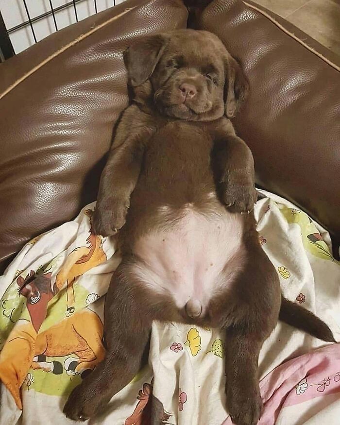 A funny brown puppy sleeping on its back on a bed with its belly exposed