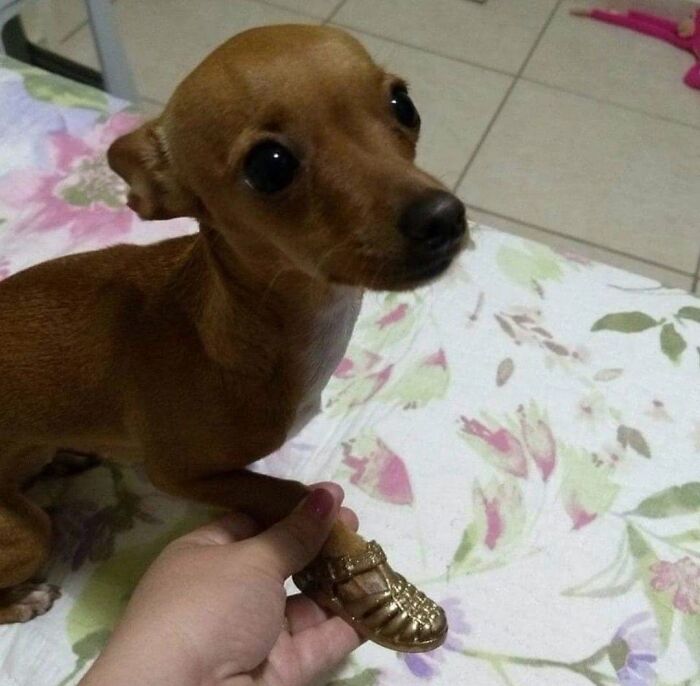 Funny animals: Small dog with a tiny golden sandal on its paw.