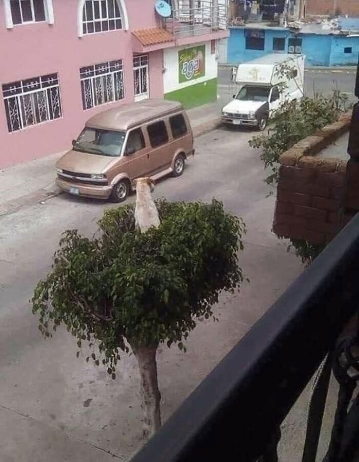 Funny animals: Dog standing at the top of a tree on a city street.