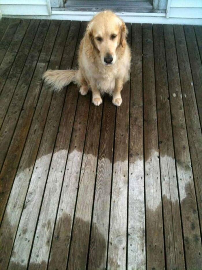 Funny animals, a wet golden retriever sitting on a wooden deck next to a dry spot shaped like its body