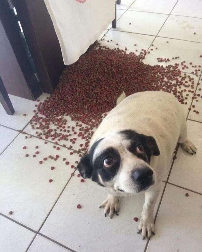 Guilty-looking funny dog staring up at the camera next to a giant pile of spilled kibble.
