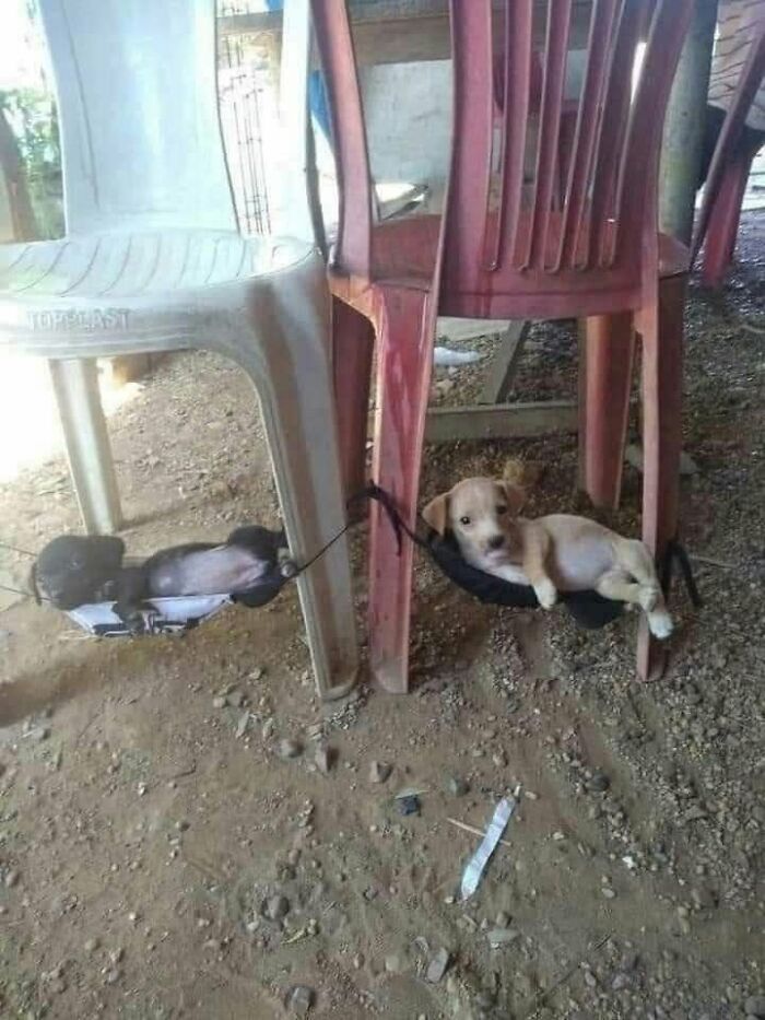 Funny animals, two small puppies resting comfortably in improvised tiny hammocks under plastic chairs