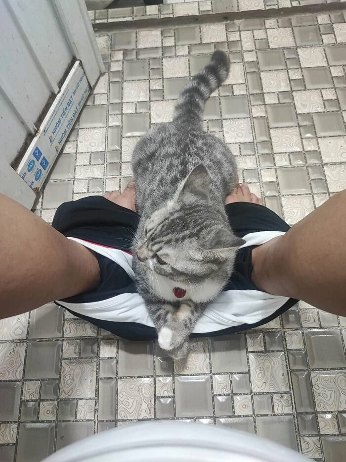Funny animals, a curious grey tabby cat sitting inside its owner's pants on the bathroom floor