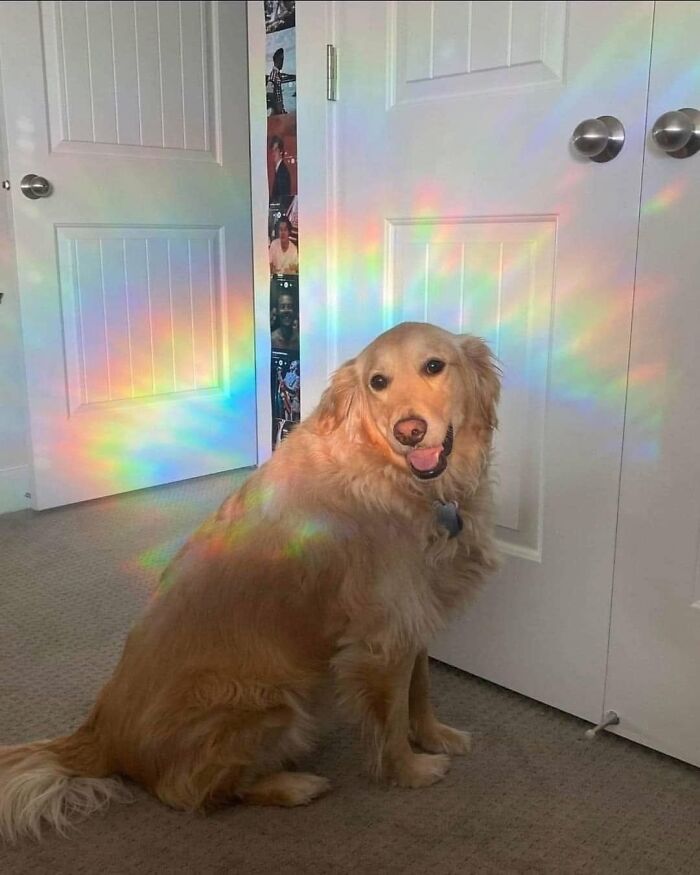 A happy golden retriever with rainbow light reflecting on it, showing funny animals