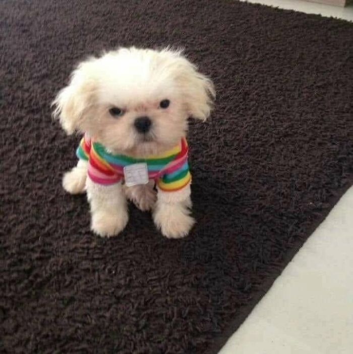 A tiny white puppy wearing a rainbow shirt looking angry, showing funny animals