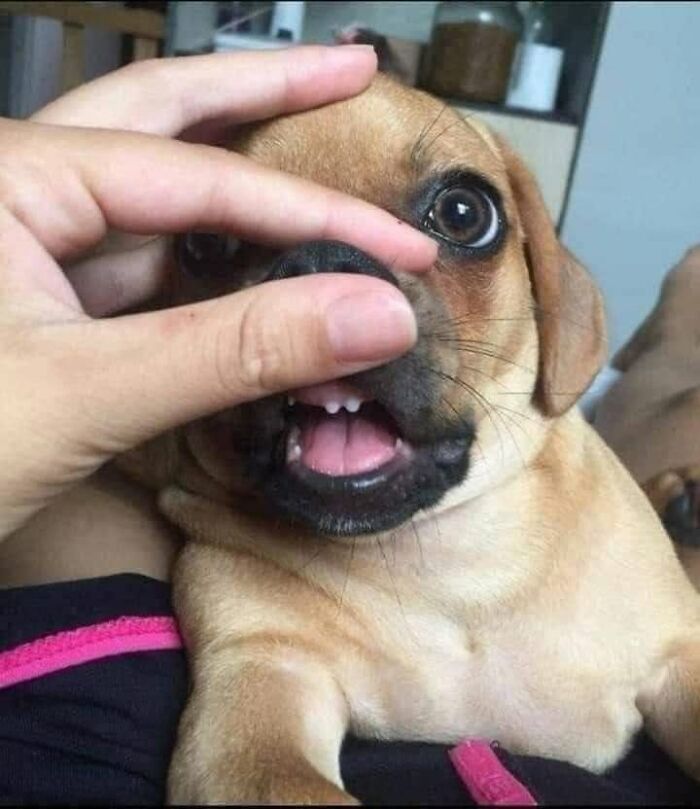 A close up of a puppy showing its tiny teeth, showing funny animals