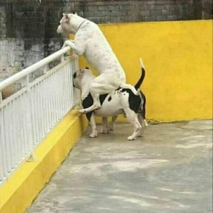 Two funny dogs standing on top of each other to peer over a balcony railing.