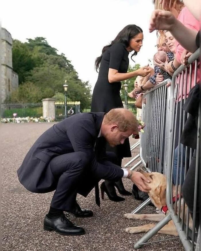 Prince Harry squatting down to pet a golden retriever dog behind a security barrier, among funny animals.