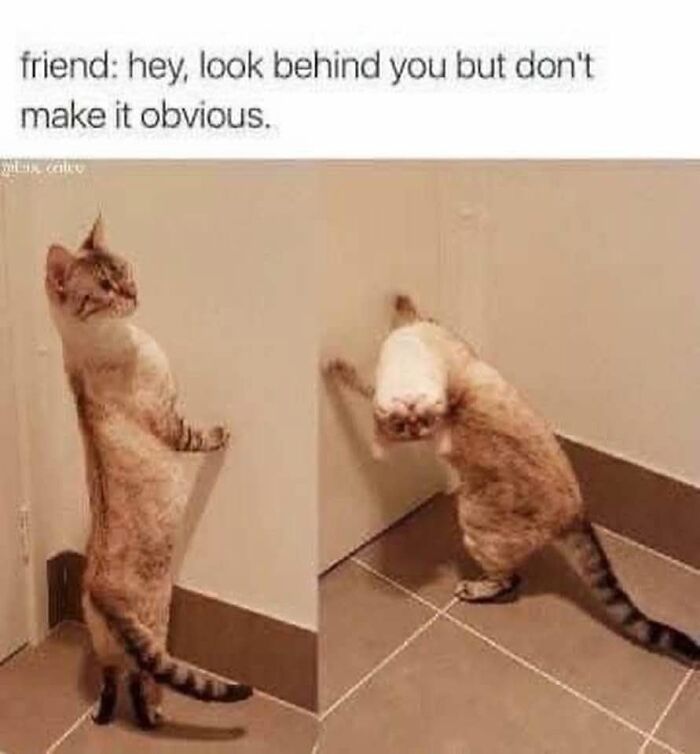 Funny memes of a cat standing up and turning its head upside down awkwardly to look behind.