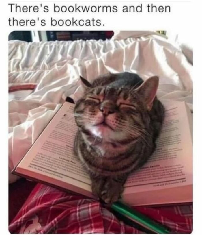 Happy tabby cat lying on an open book in a bed, illustrating funny memes about bookcats.