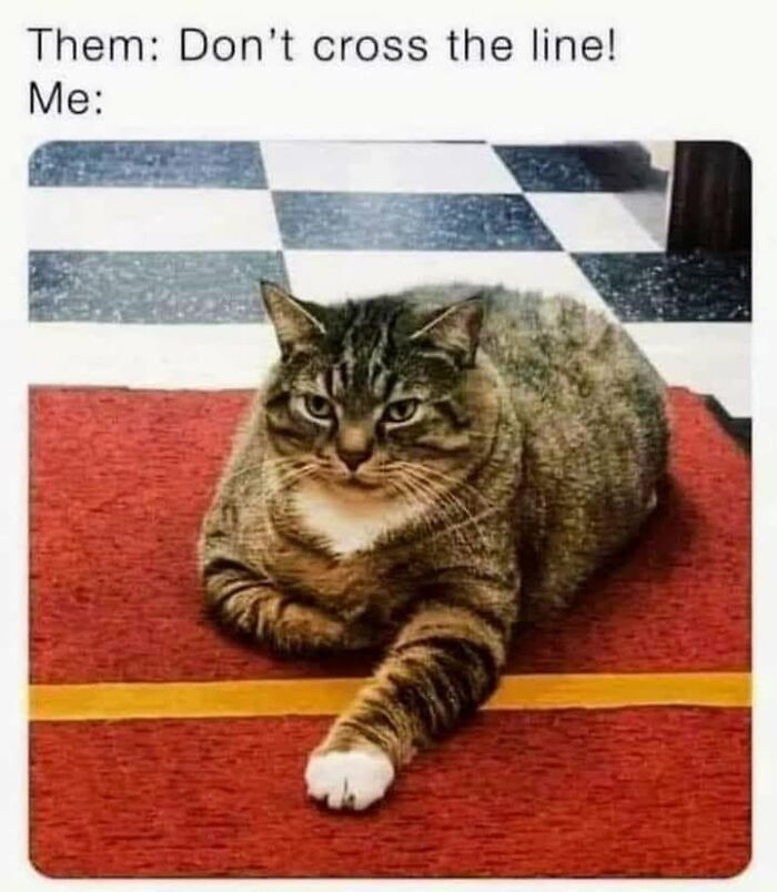 Funny memes with a tabby cat crossing a yellow line on a red mat with one paw.