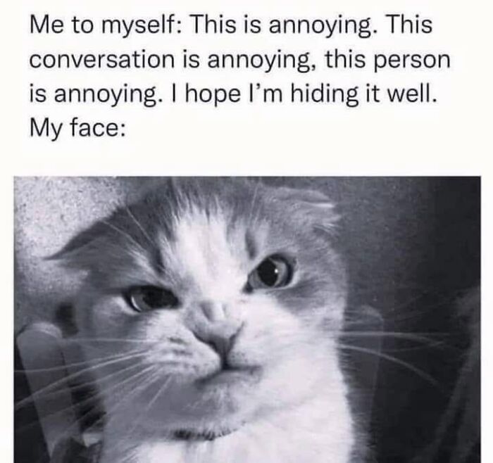 Funny memes with a black and white cat making an annoyed face.