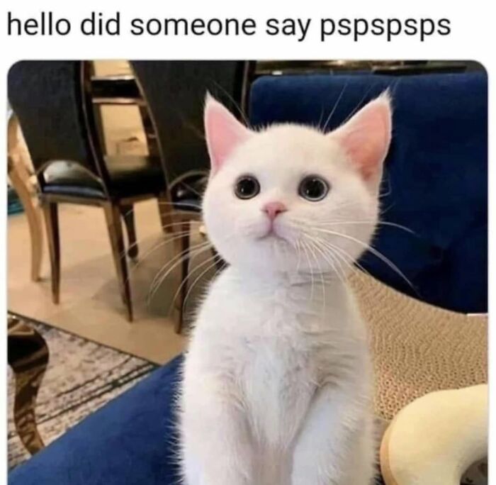 Cute white kitten standing up attentive to pspsps in funny memes about cat behavior.