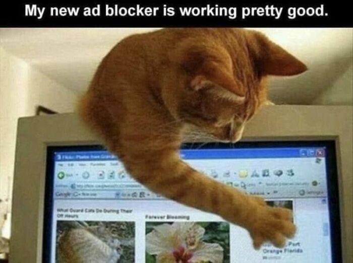 Ginger cat blocking a computer screen in funny memes illustrating living with a cat.