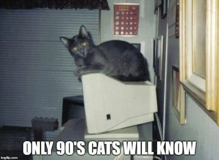 Funny memes featuring a grey cat sitting on top of an old bulky computer monitor.