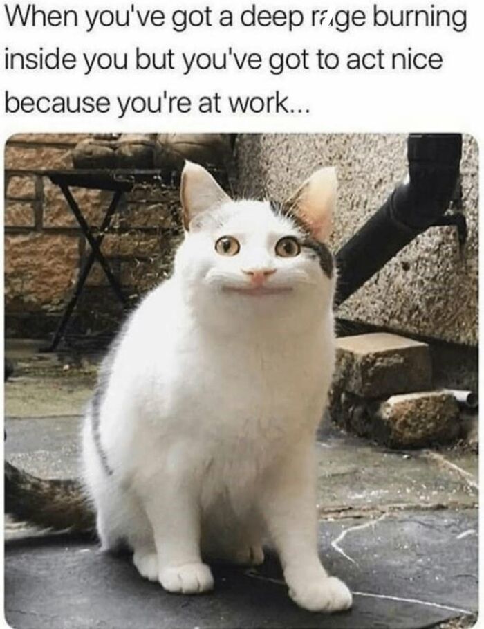 Funny cat memes image of a white and grey cat sitting outside making a forced polite smile.