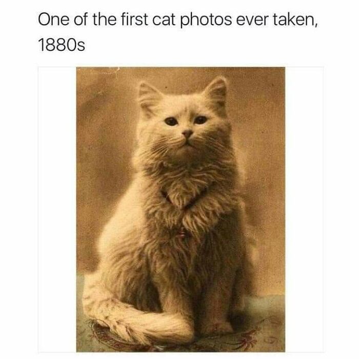 Funny cat memes featuring a sepia-toned vintage photograph of a fluffy white cat sitting upright.