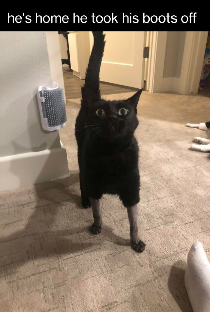Funny cat memes image of a black cat with shaved lower legs standing indoors and looking directly forward.