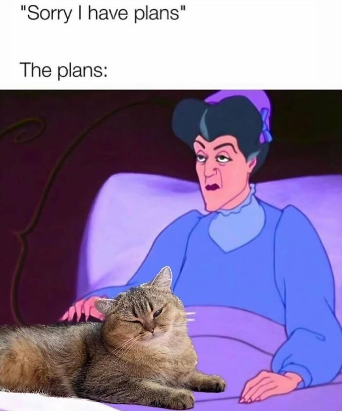 Funny memes showing Lady Tremaine in bed next to a sleepy tabby cat lying on the covers.