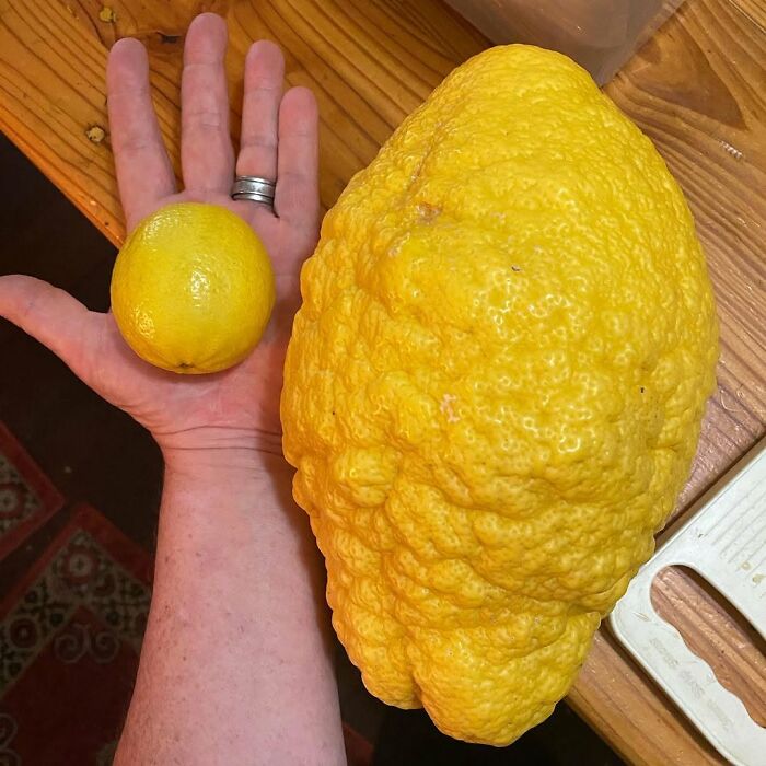 An interesting comparison of a giant lemon next to a regular one in a hand