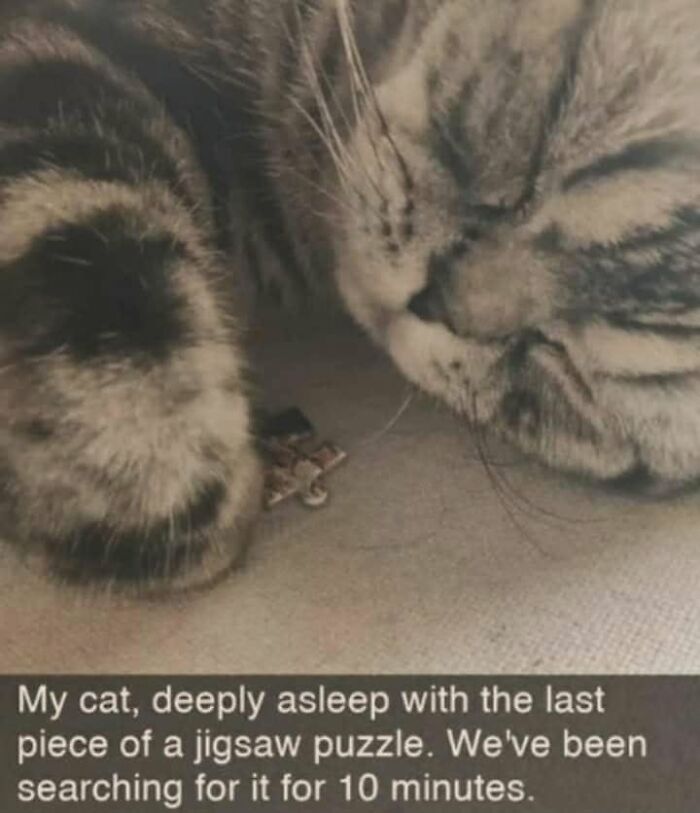 A sleeping tabby cat resting its paw near a missing puzzle piece in funny memes.
