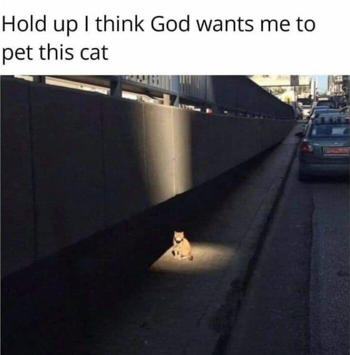 Funny memes image of a cat sitting on a sidewalk illuminated by a spotlight of sunlight.