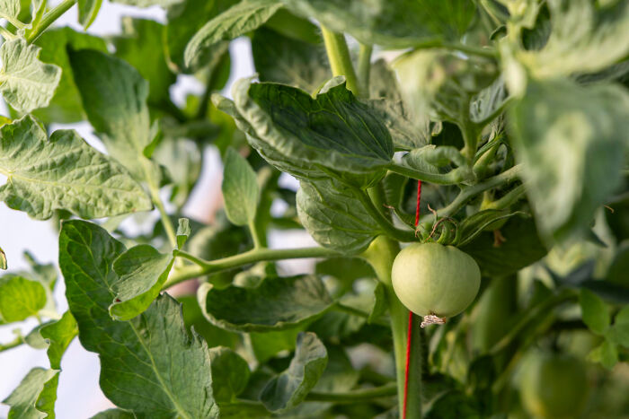 A close-up shot of a green tomato growing on a vine, recalling obvious lies.