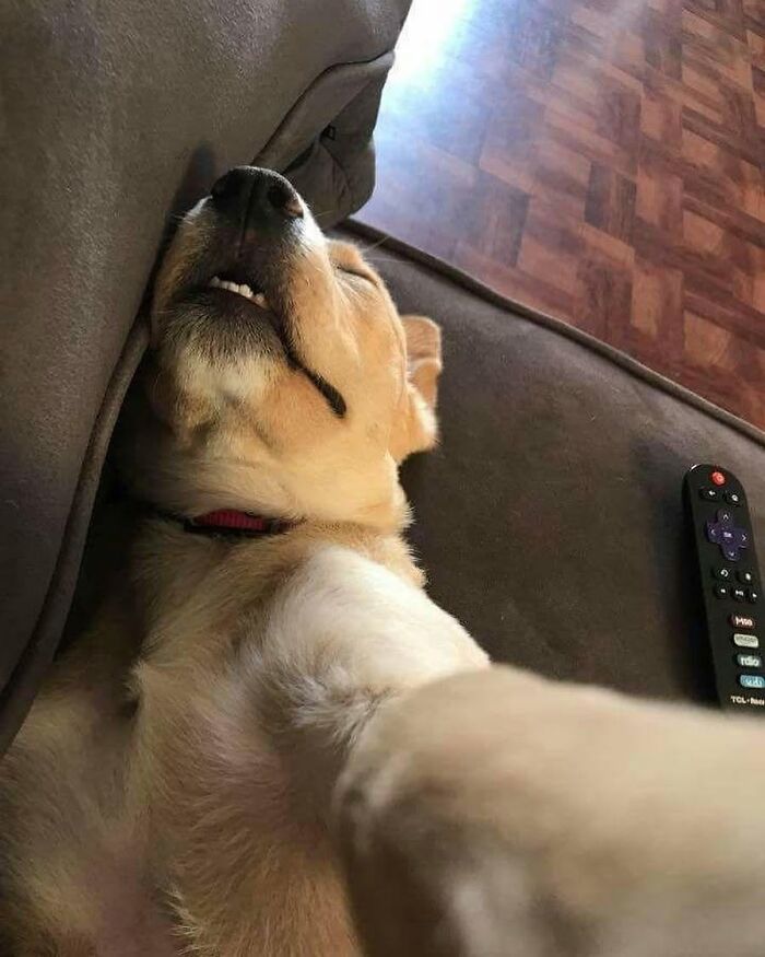 Close-up of a funny dog sleeping upside down on a couch, showing its teeth.