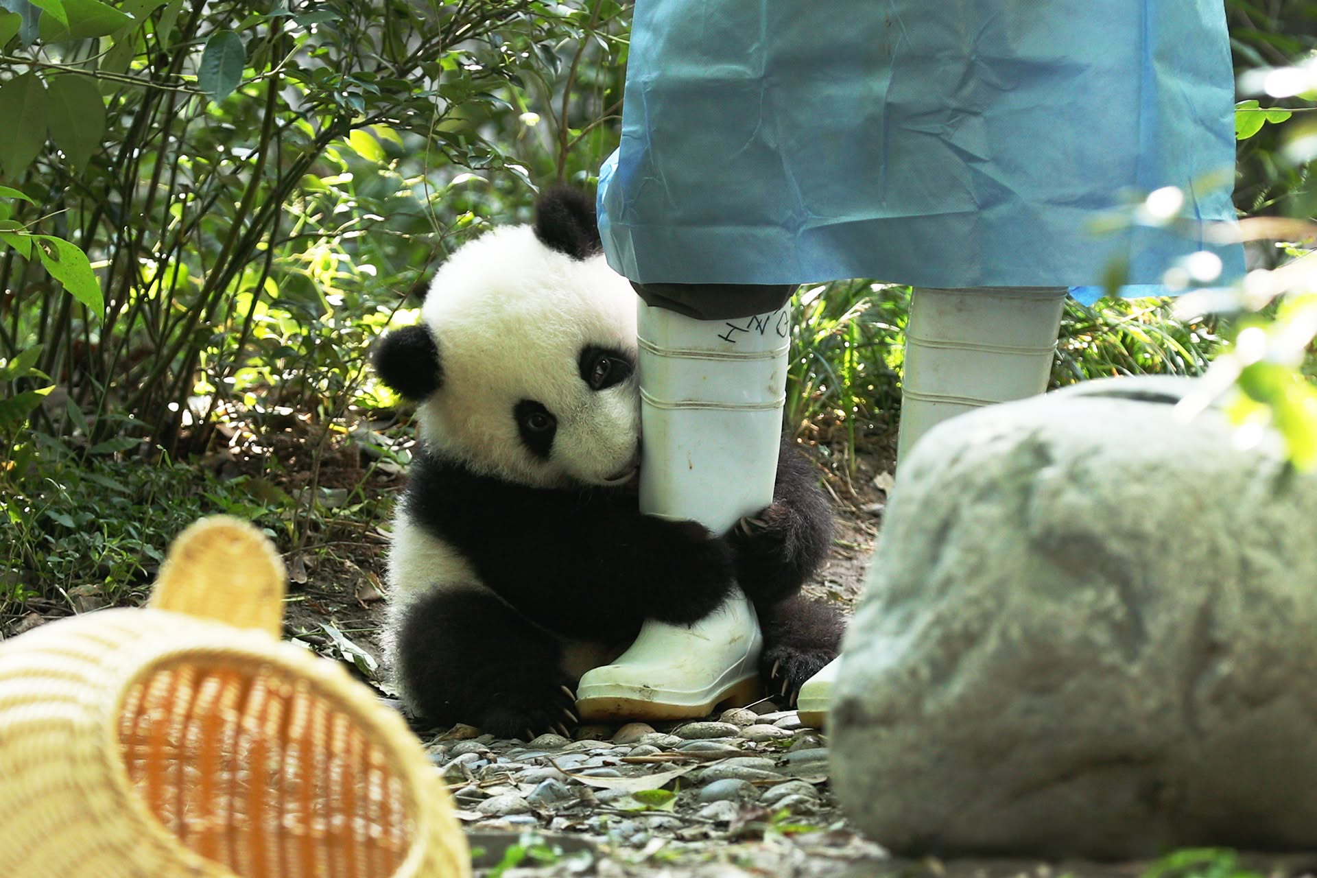 A cute panda cub clinging tightly to a zookeeper's white boot. A cute panda cub clinging tightly to a zookeeper's white boot.
