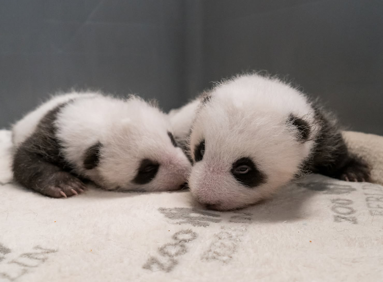 Two adorable fluffy panda cub twins lying close together on a blanket. Two adorable fluffy panda cub twins lying close together on a blanket.