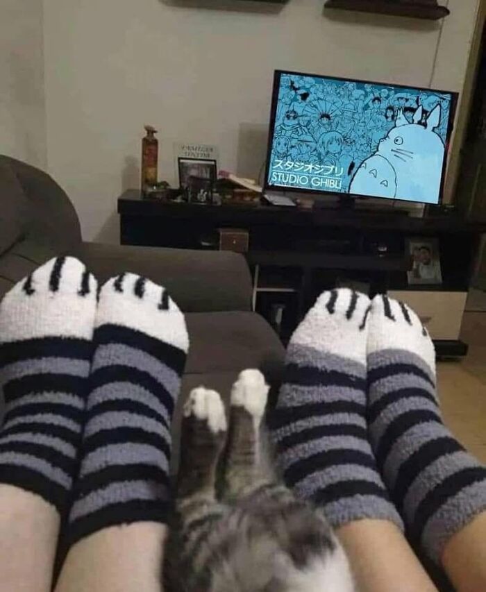 A cat with stripes lying down matching the striped socks of its owners, showing funny animals