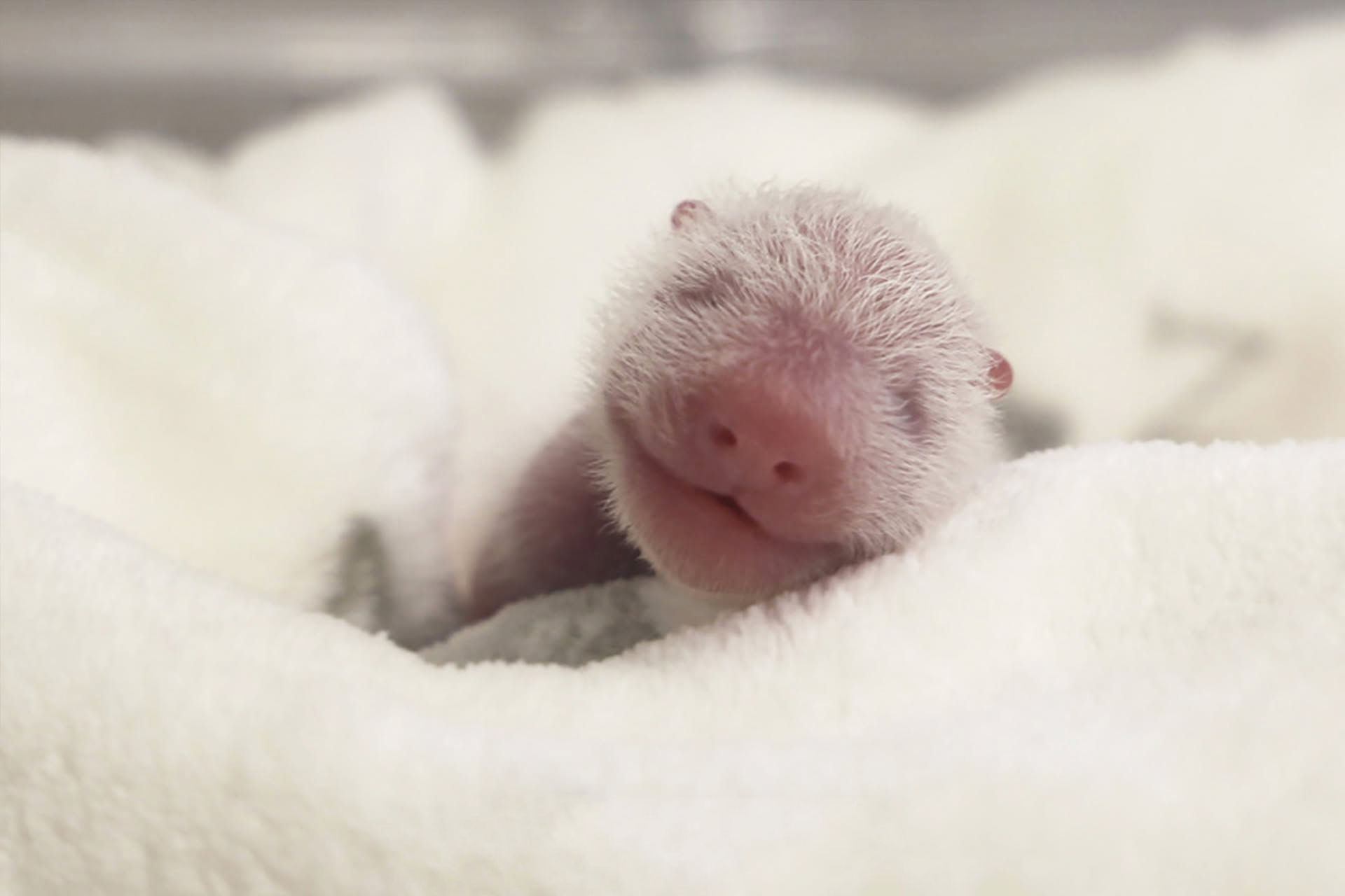 A tiny, newborn panda cub resting peacefully on a soft blanket. A tiny, newborn panda cub resting peacefully on a soft blanket.