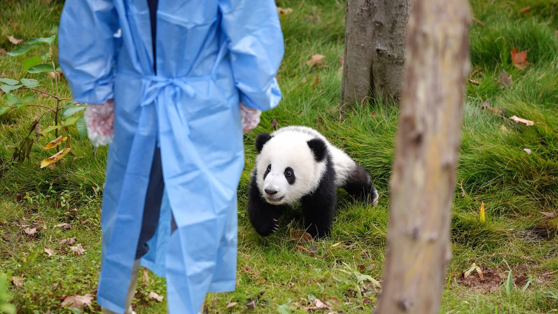 An adorable panda cub walking happily outdoors near a zookeeper. An adorable panda cub walking happily outdoors near a zookeeper.