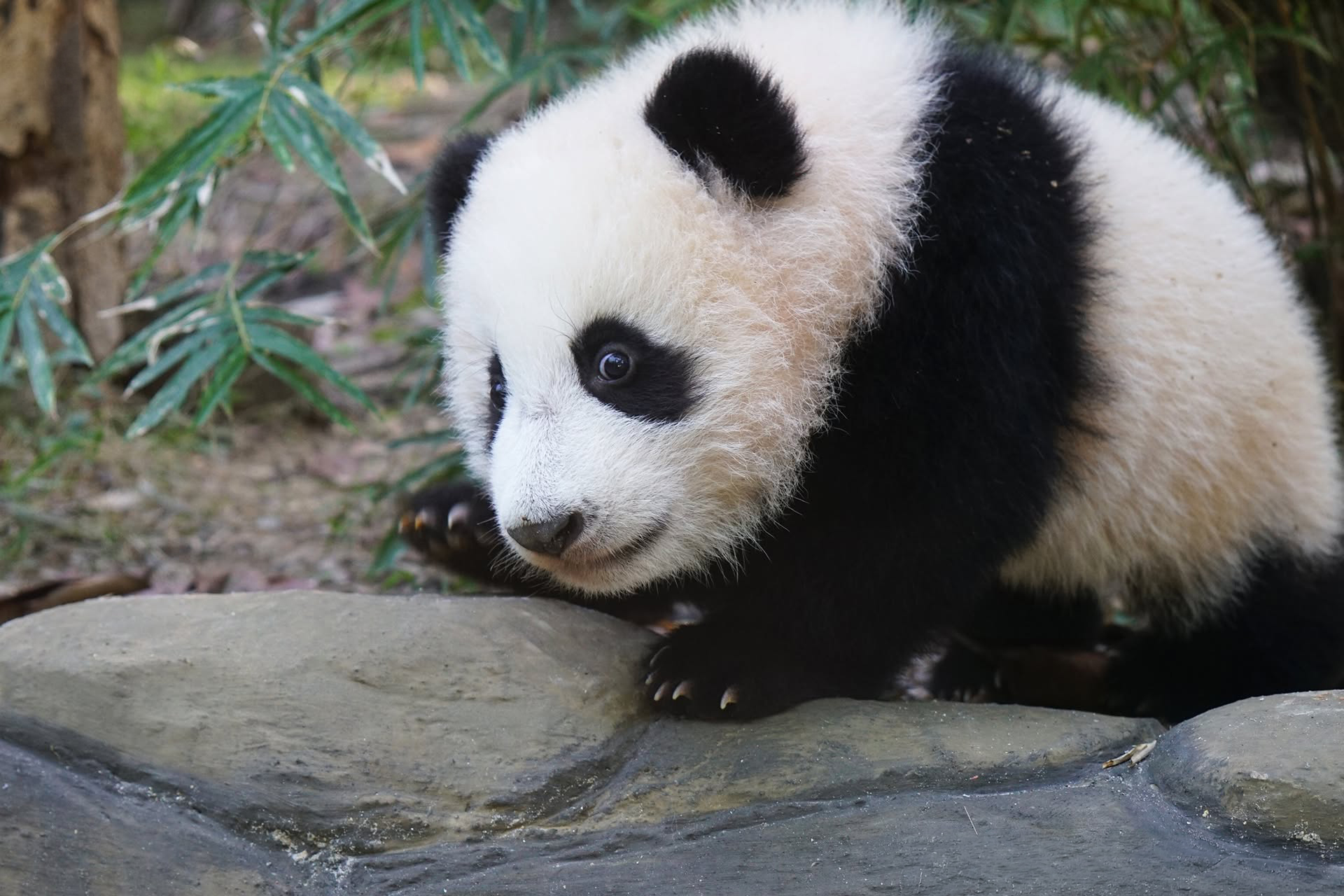 An adorable panda cub crawling over a rock near green bamboo plants. An adorable panda cub crawling over a rock near green bamboo plants.