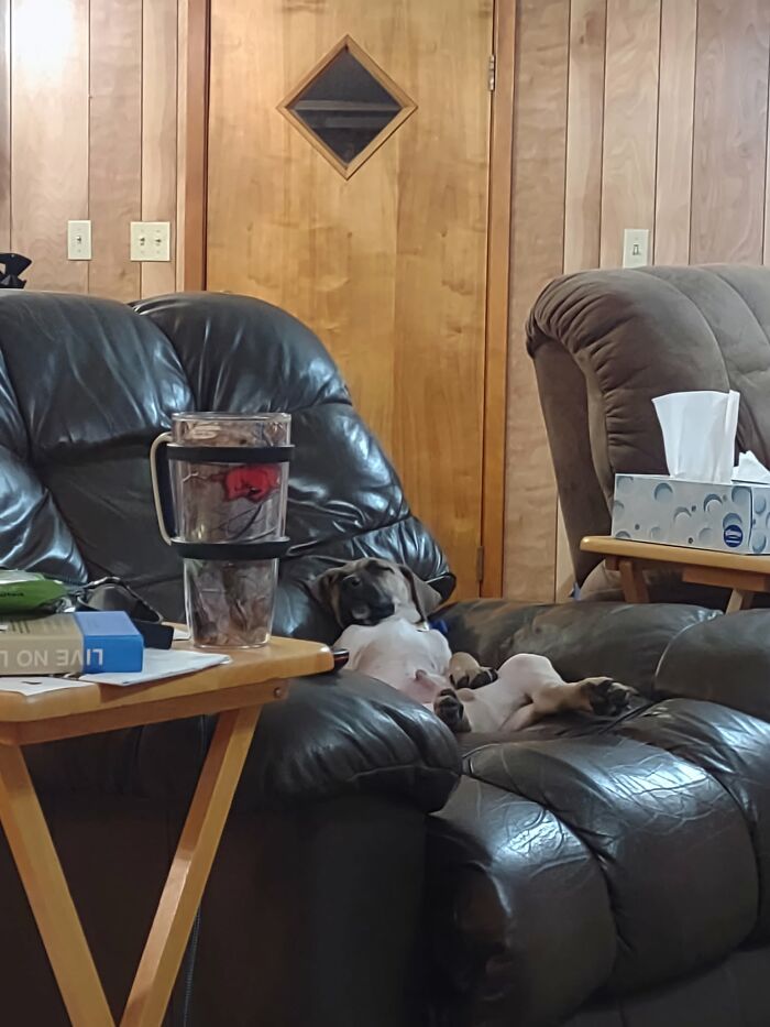 One of the sleeping puppies lying back and relaxing deeply in a dark leather armchair.